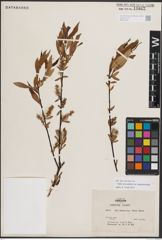 Foto von Salix eriocephala var. mackenzieana (Hook.) Dorn